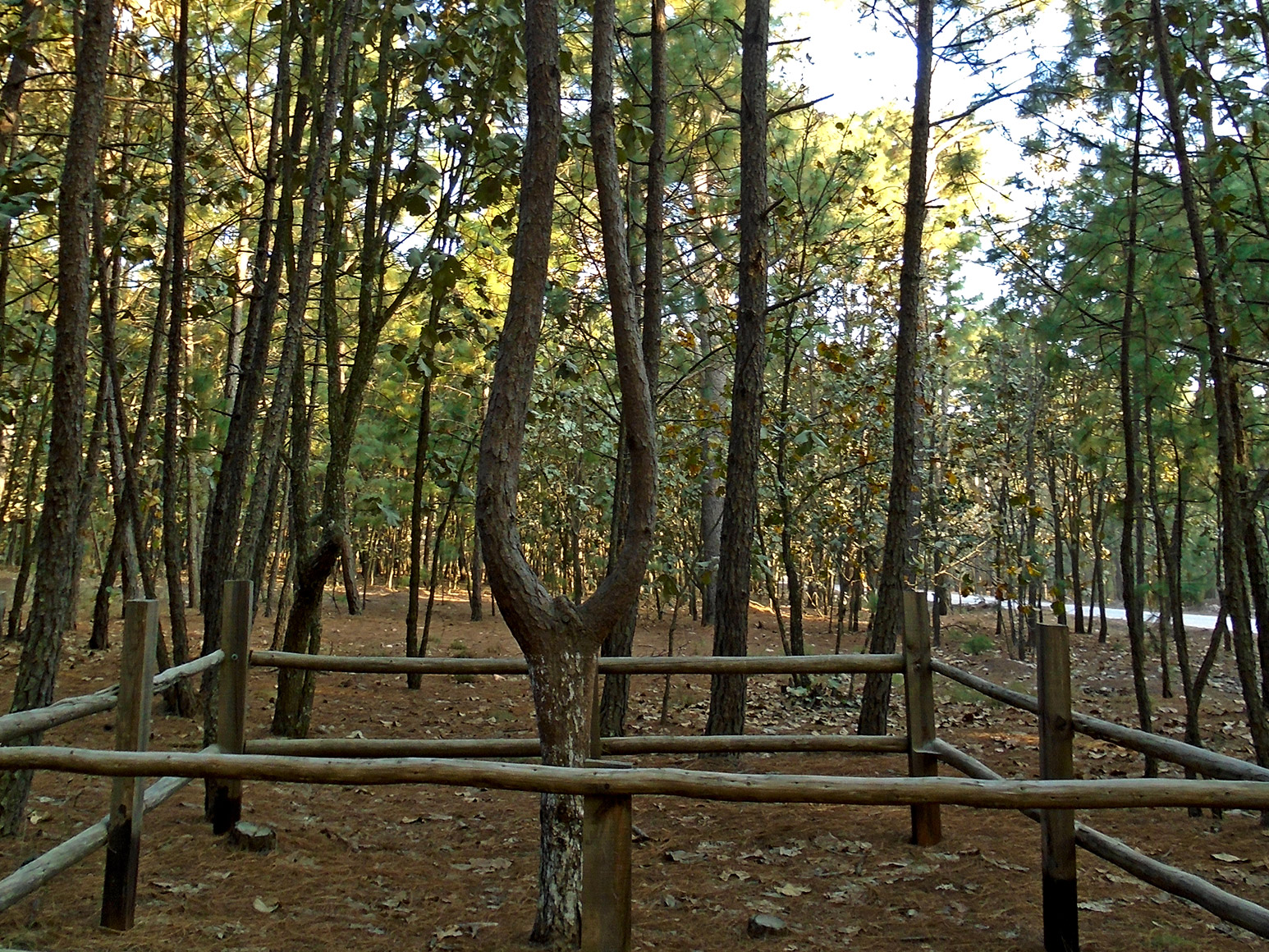 Árbol de la Lira II