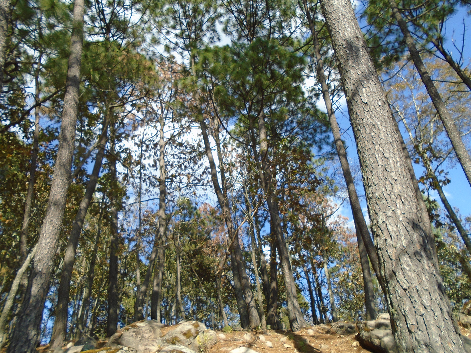 Árbol de la Lira II