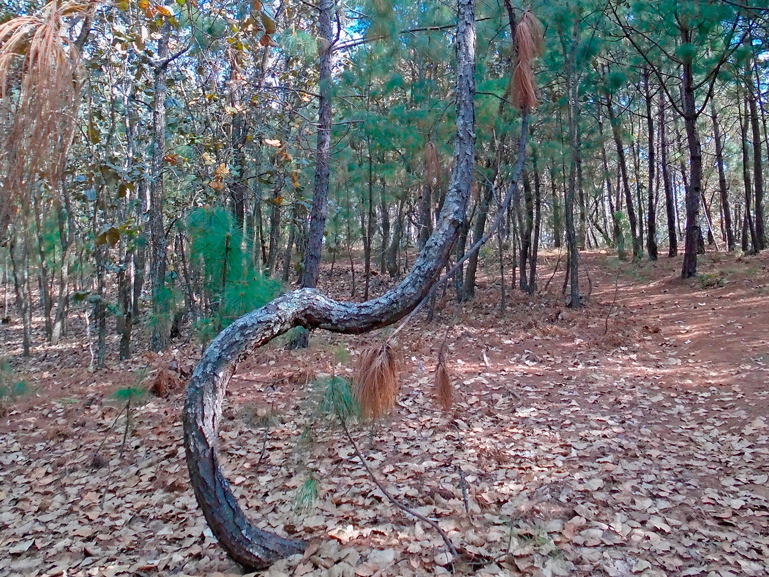 Árbol de la Lira II
